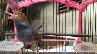 Prenjak Manapun Bakal Langsung Nyaut prenjak Gacor Narung