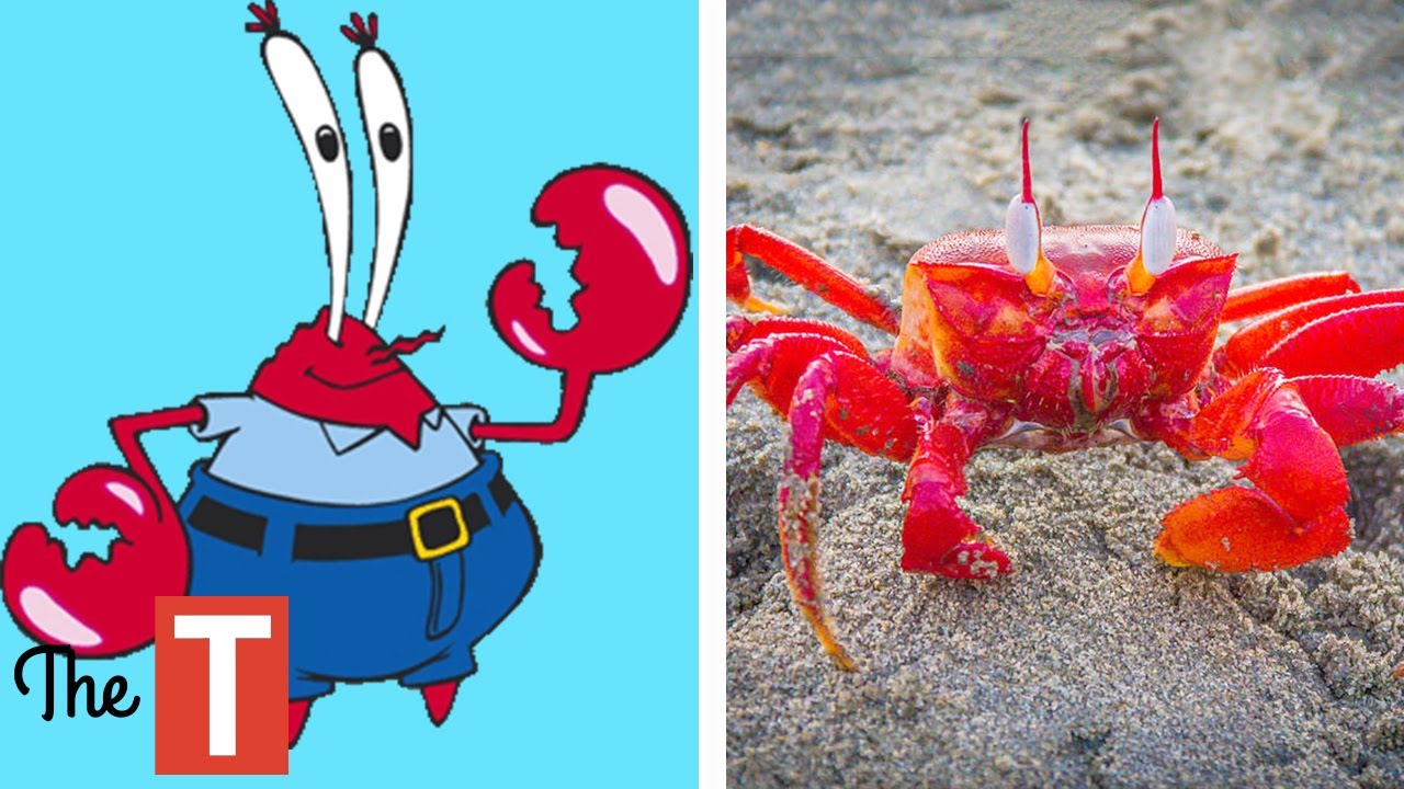 10 Spongebob Squarepants Characters In Real Life