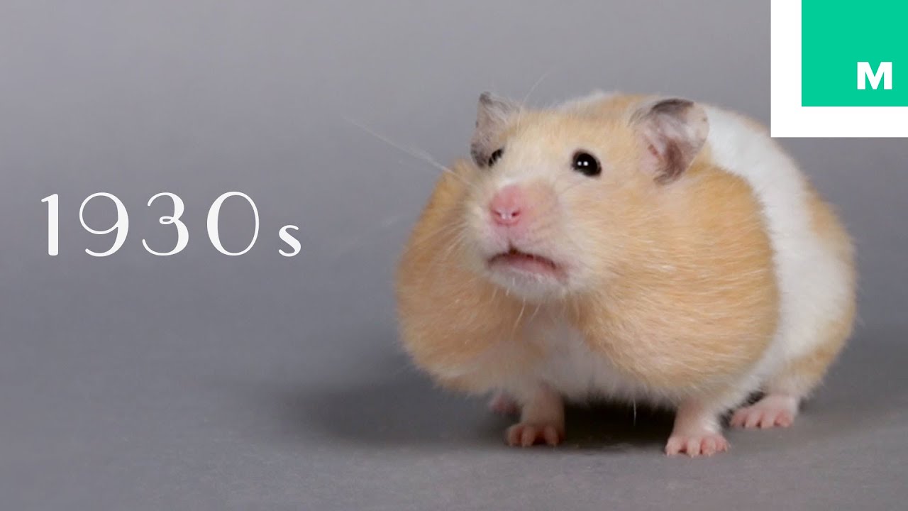 hamster years in human years