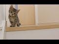 子猫のビビ初めての階段 kitten first stairway