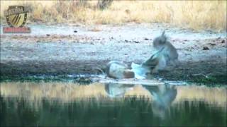 Batalla antilope vs cocodrilo | Antelope vs Crocodile | Batalla Animal 2015