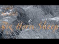 Wild Animals in Nature - Big Horn Sheep in Yellowstone
