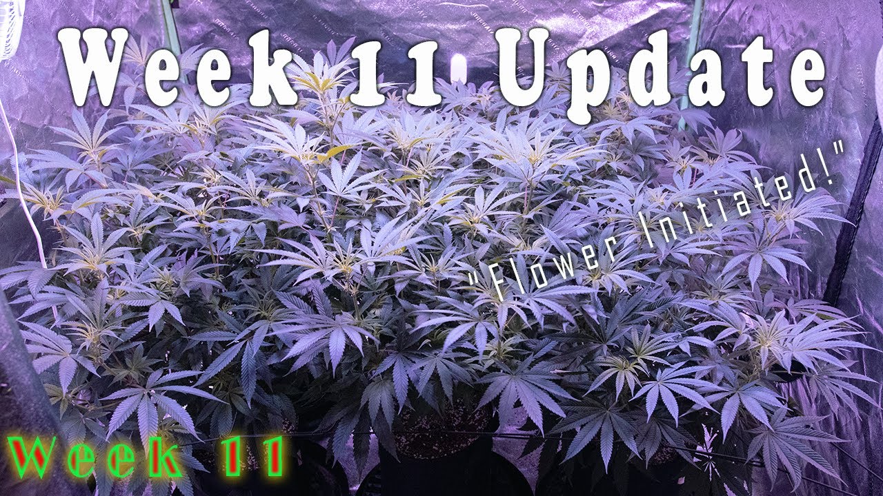 First Week of Flower! (Week 11 Update - From Seed)