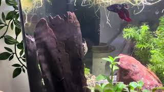 8 minutes of me rambling about my Betta fish tank to distract you from your anxiety