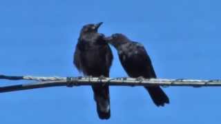 'Ducky' the Crow & His Daddy in SF (Aug. 2014)