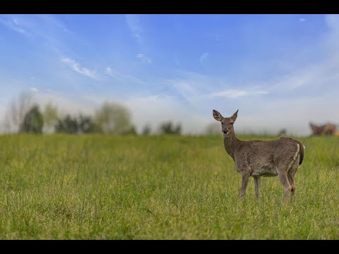 5398 Vincion Rd, Murfreesboro, TN home video tour