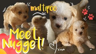 MEET NUGGET | THE CHIPOO PUPPY