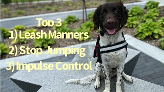 Bucee  6 Month Old Munsterlander  Dog Training Omaha Nebraska, Off Leash Dog Training