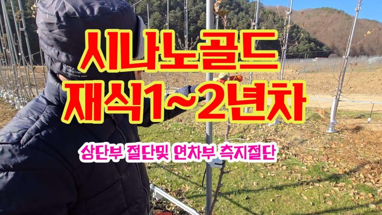 초밀식 과원 시나노골드 전지전정