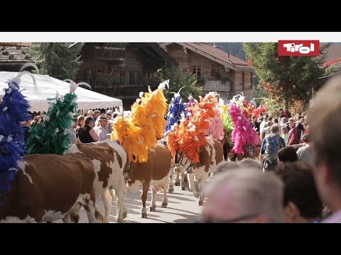 Video: Astra Is Een Vreemdeling Uit De Alpenbergen. Rassenvariëteit