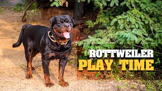 Rottweiler play time | zimba + zaya | rotty video