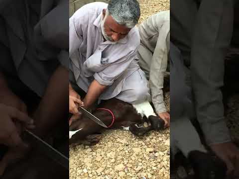 Slaughtering my  goat1 | eid 😭❤️