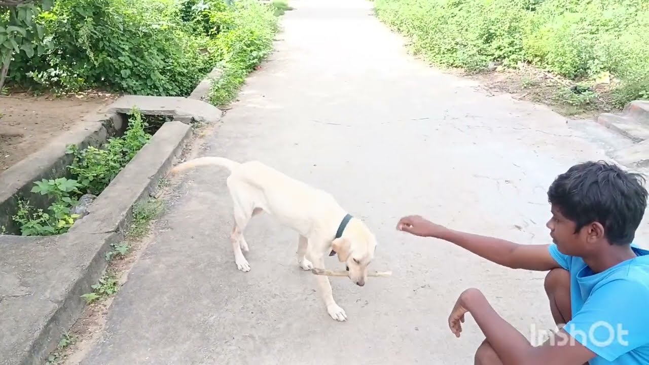 Dog 🐶🐕 lab puppy training video please like subscribe Friend's 