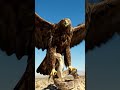 #Eagle 🦅🦅...