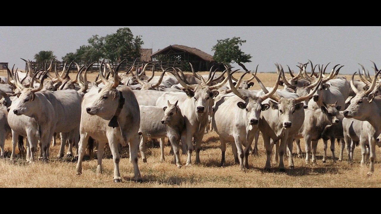A Püspökladányi Marhatartás Évszázadai - Előzetes