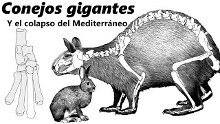 Nuralagus: descubre a los conejos gigantes de Menorca