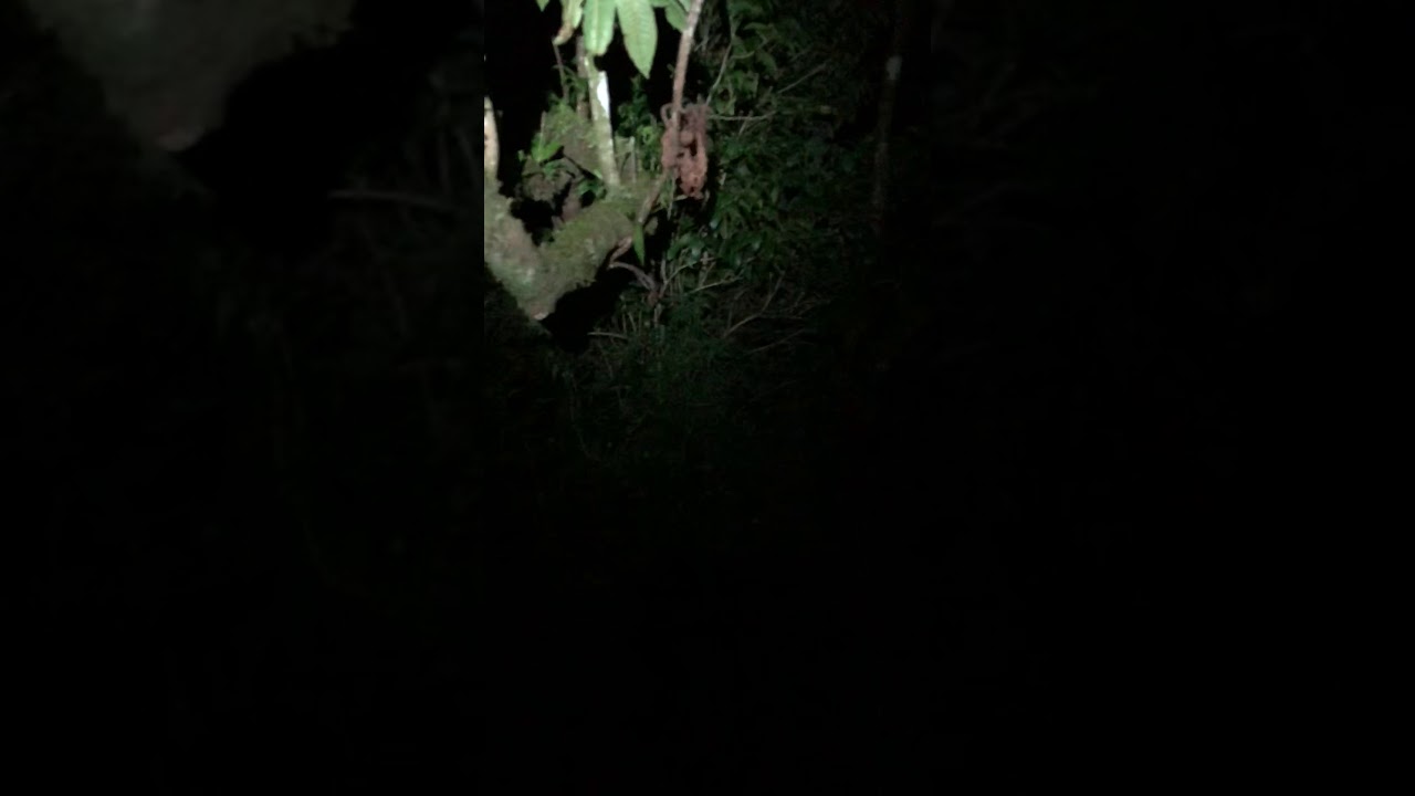 Night Hike in the Cloudforest