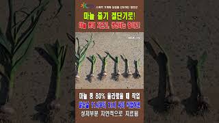 마늘 줄기 절단기로! 마늘 꽃대 자르고! 생산비는 줄이고!