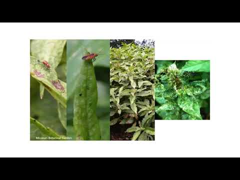 Video: Bekæmpelse af Phlox-plantebugs: Sådan håndteres insekter på Phlox-planter