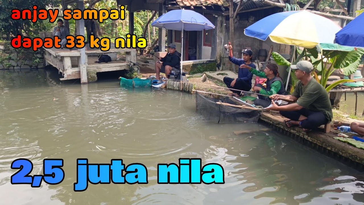sampai dapat 33 kg !! borong mancing full nila ikan mas dan  gurame