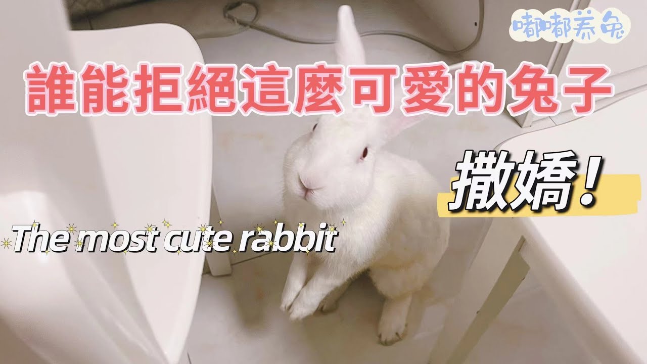 誰能拒絕一隻這麼會撒嬌的白白兔,要星星都給它摘下來! ! !為了吃藍莓,白白不停地站起來向我撒嬌 #兔子 - YouTube