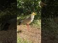 The Masked Lapwing has bright yellow facial wattles that look like a mask.