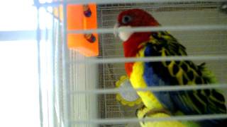 Rosella Parakeet sings Andy Griffith Theme Song