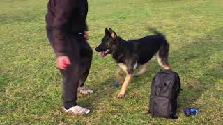 Shaping the Retrieve: Two Balls (Dog Training Tip)