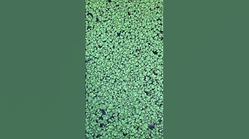 Thumbnail of Duckweed aggressive invaders of pond.