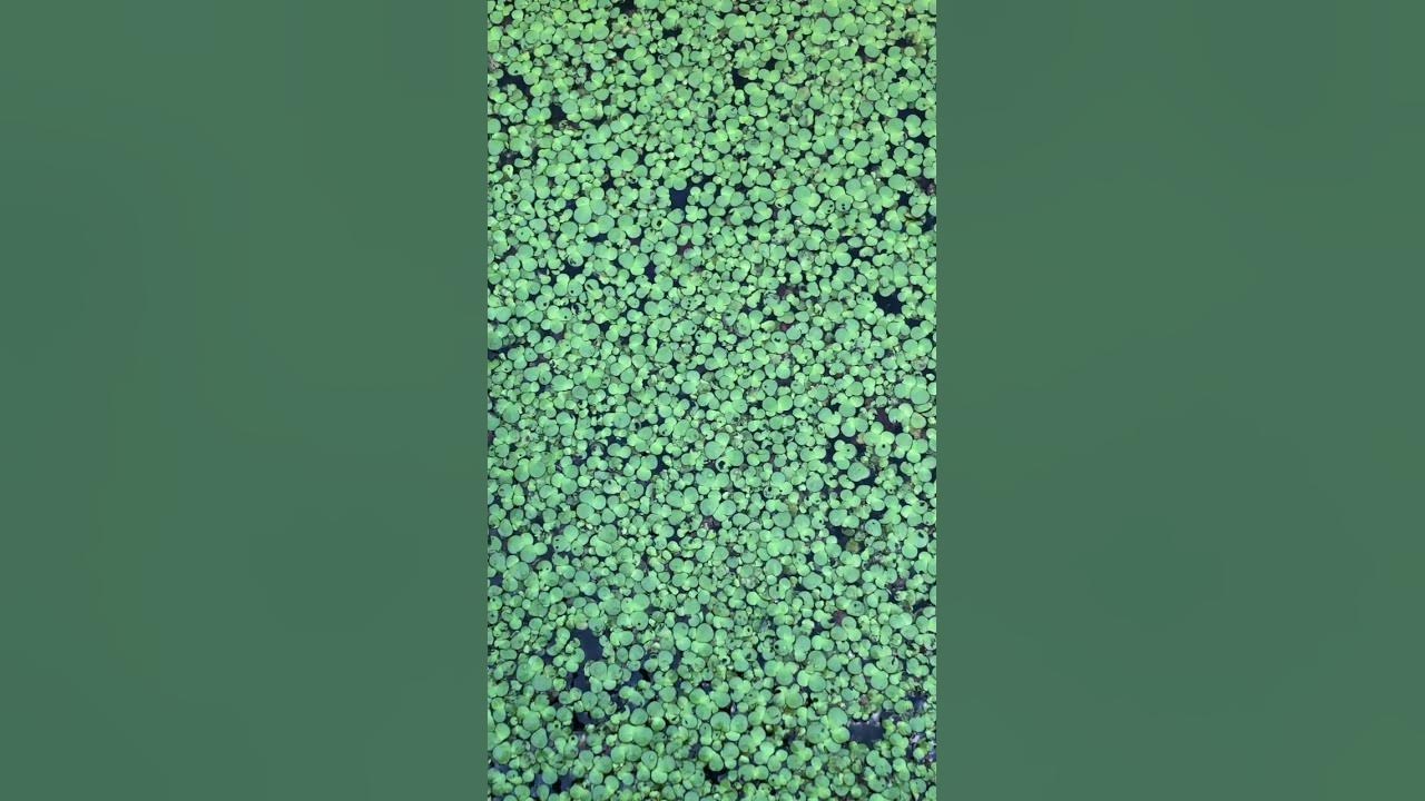 Duckweed aggressive invaders of pond.