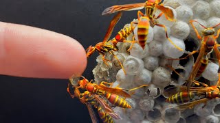 My Pet Wasp Colony Escaped… by Dr. Plants 4,328,199 views 1 year ago 7 minutes, 10 seconds
