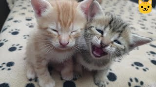 The Kitten MeowsKitten Sounds