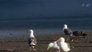 Video thumbnail of "✿ ♡ ✿ Romantic Guitar : FRANCIS GOYA - La Playa"