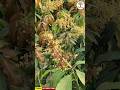 Exotic Mango Farming . Best Commercial Drawf Verity. Commercial Mango Verity. Mango Plant Nursery