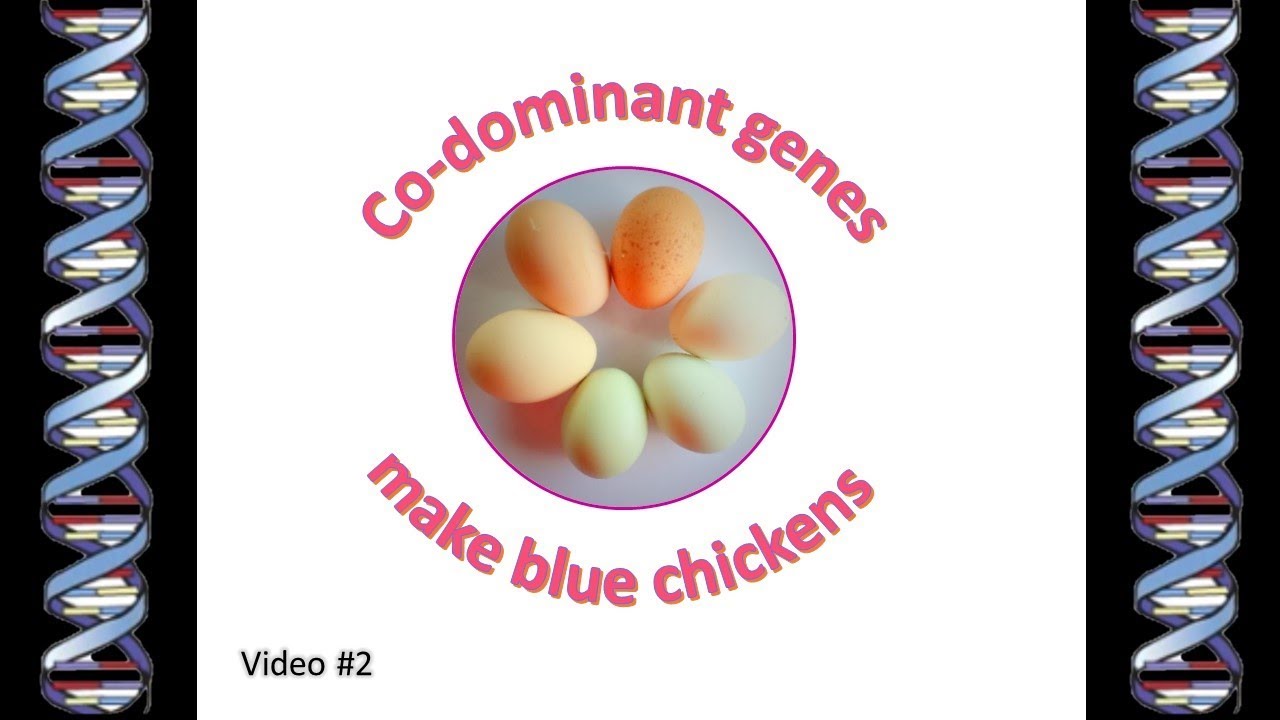 Chicken Genetics Chart