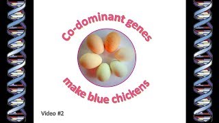 Chicken Genetics 2 - codominant blue genes