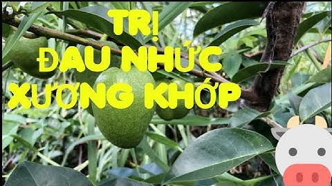 Trái Bình Bát Trị Bệnh Đau Nhức Xương Khớp | Chuối Tá Quạ ohkhon