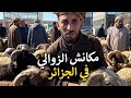 شاهد موال جزائري يفاجئ الجزائريين مكانش الزوالي في الجزائر 