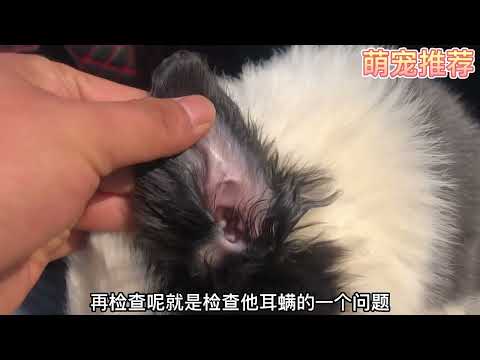 淘精品边境牧羊犬，教大家辨别狗狗是否健康，只需两招全搞定