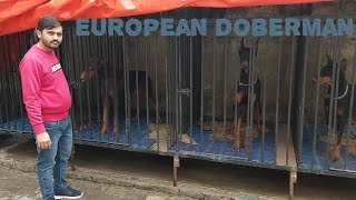 यह सबसे अच्छा European Doberman Kennel है  || European Doberman Kennel in India 2023