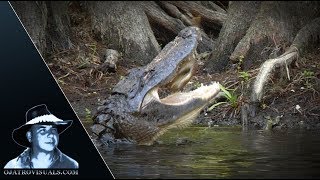 Alligator Eats Marine Toad Footage