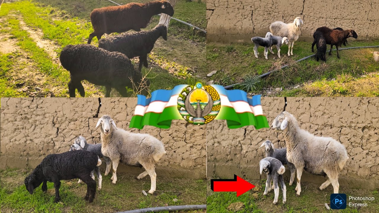 3 BOSH EGZAKCHI QUYLAR KELDI ARZONCHI UKAM YANGI PARTYA QUYLAR