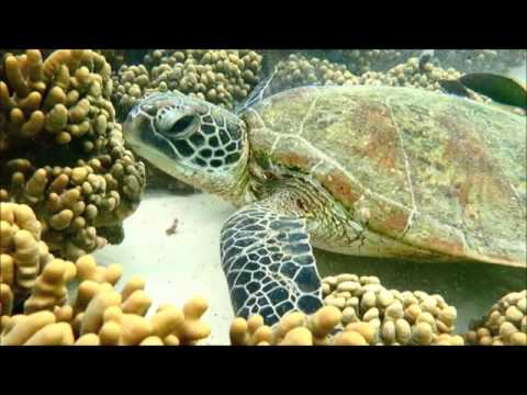 Coral Bay Glass Bottom Boat Turtle Ecotour