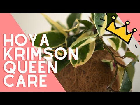Hoya Krimson Queen Plant Care Guide