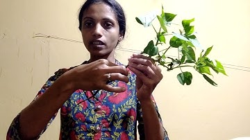 karnataka state syllabus/ sub EVS / Chapter 2 - Green Wealth