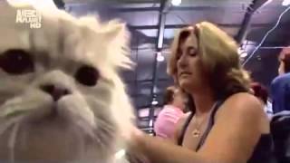 Персидские кошки Персидские кошки