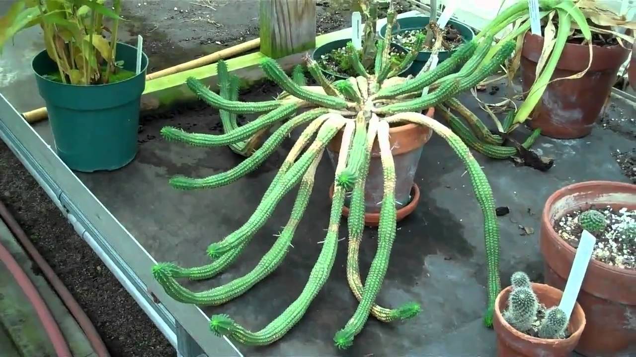 08252010 - Lyman Conservatory.