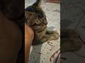 #cat #shots