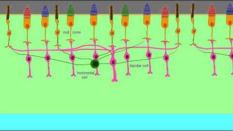 CELL LAYERS OF THE RETINA