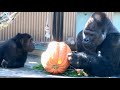 誰よりも食に貪欲な父モモタロウ⭐️ゴリラ Gorilla【京都市動物園】Momotaro is more greedy when it comes to food.